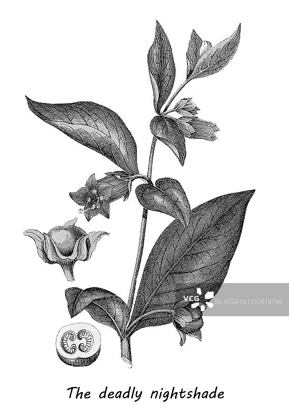 旧彩色石版画颠茄插图图片素材