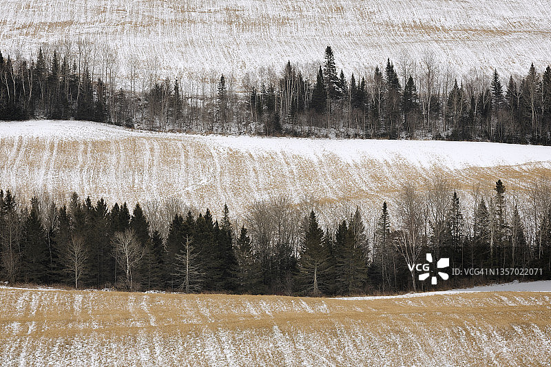 圣纳西斯-德里穆斯基的树行图片素材