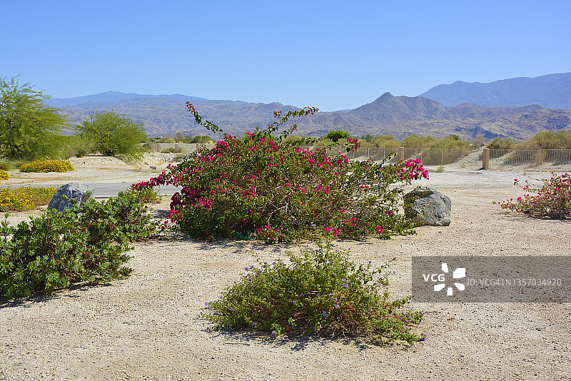 沙漠中的三角梅和其他植物图片素材
