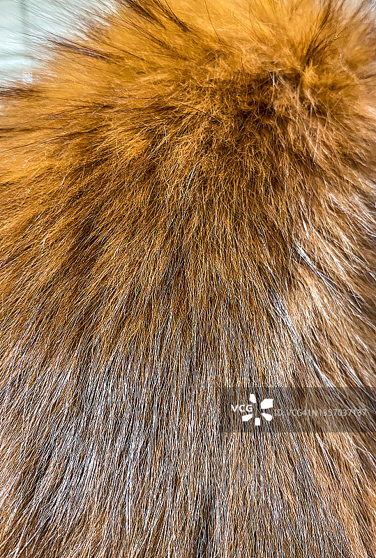 金棕色动物毛发图片素材