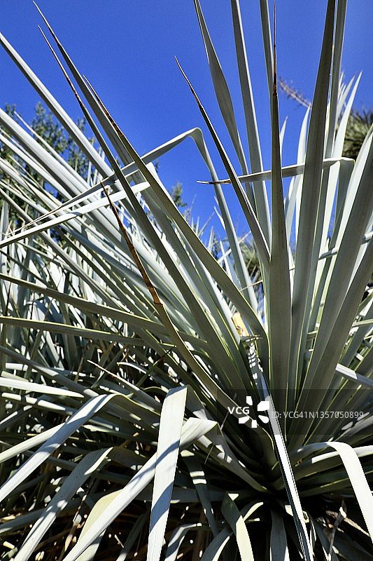 龙舌兰种植园中的龙舌兰图片素材