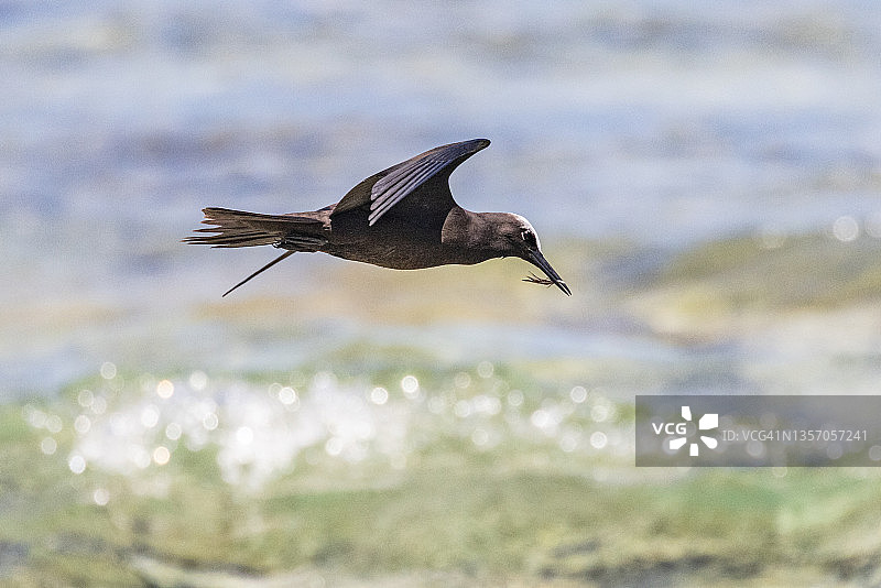 口衔羽毛的黑色燕鸥图片素材