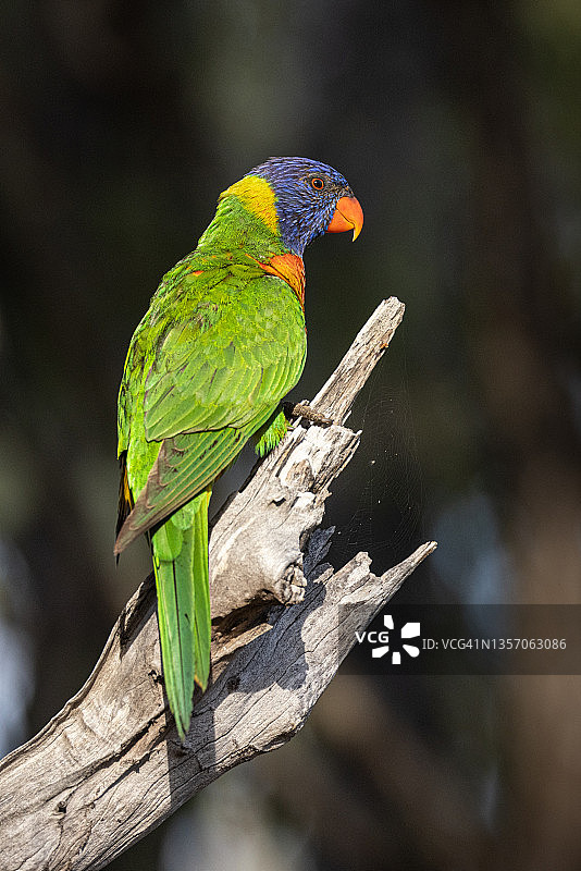 栖息在树枝上的虹彩吸蜜鹦鹉图片素材