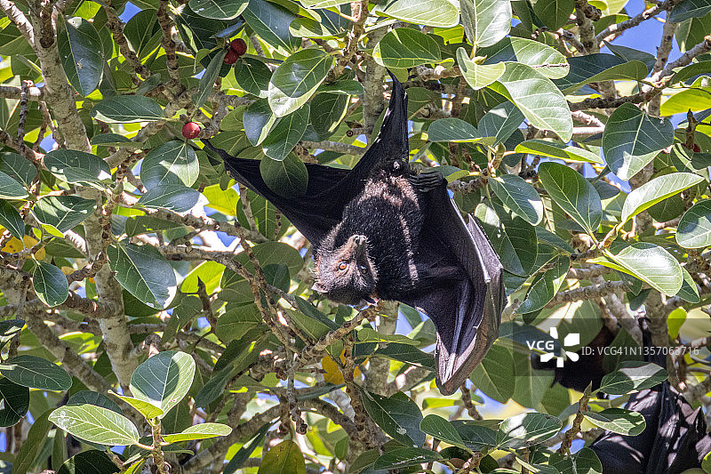 榕树上的飞狐图片素材