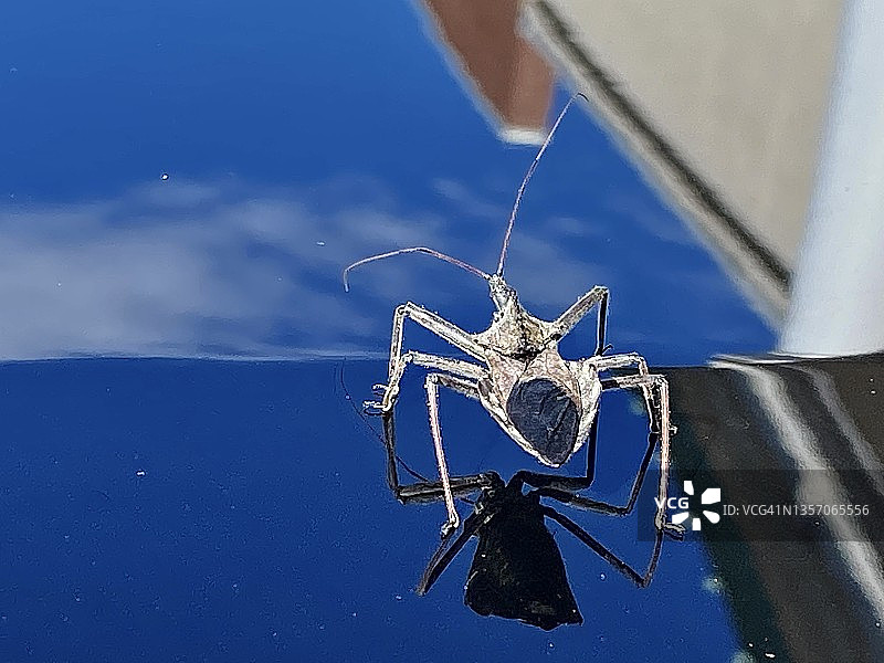 成年刺客错误图片素材