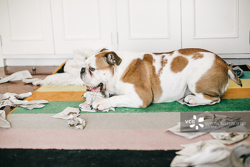 小狗在餐厅玩卫生纸图片素材