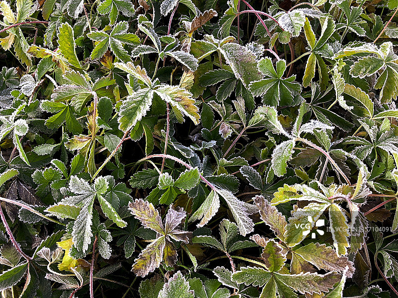 匍匐委陵菜叶雾凇背景图片素材