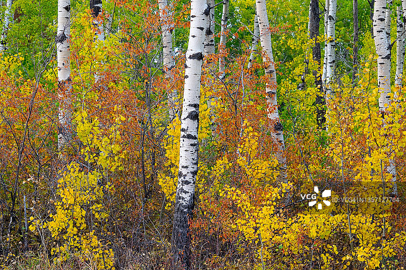北方森林的秋色/树叶图片素材