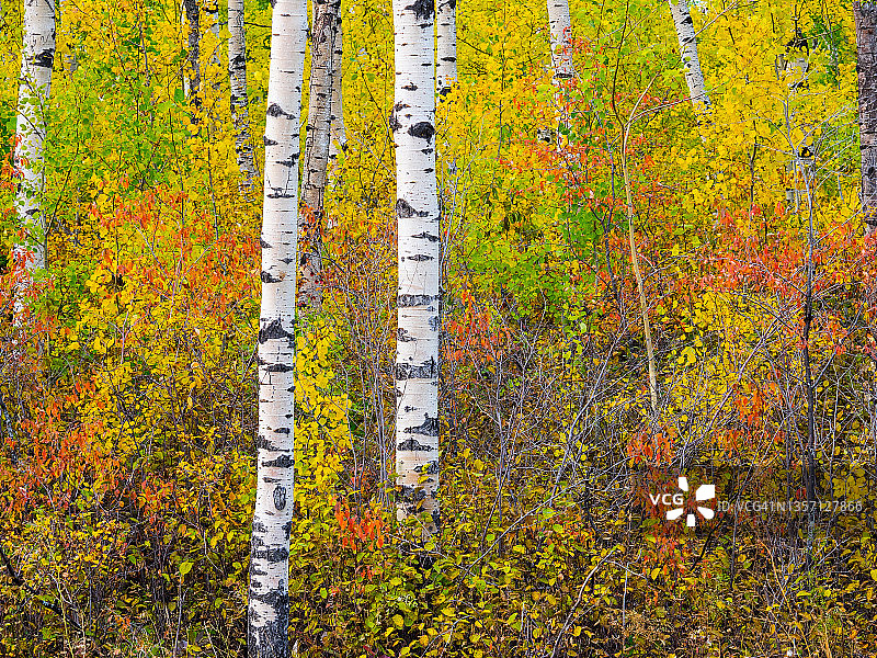 针叶林秋色图片素材