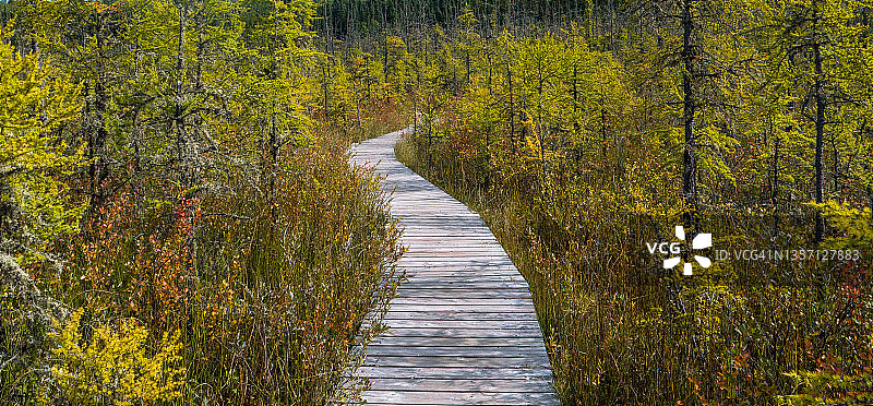 瓦斯克修的边界沼泽小径图片素材