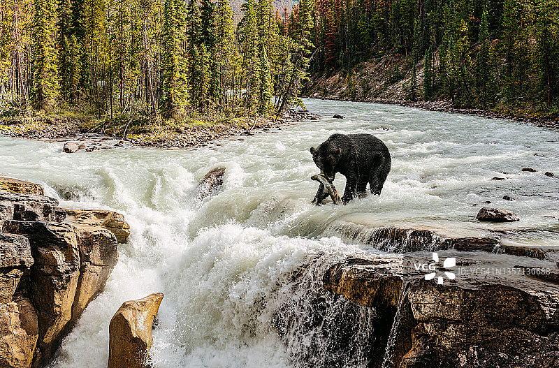 黑熊在河里捕捞野生鲑鱼图片素材