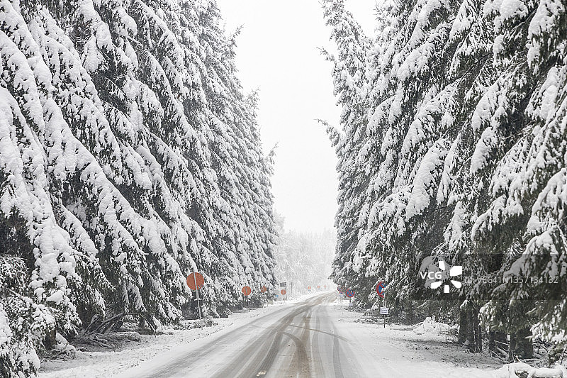 雪松针叶林道路图片素材