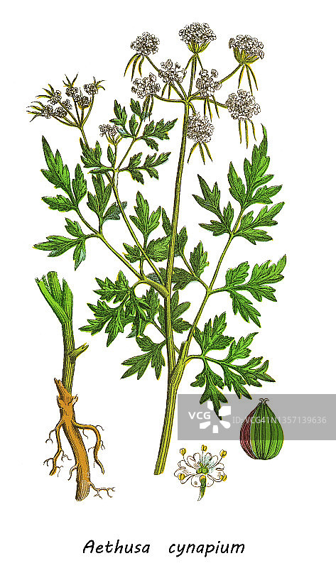 老式彩色石印插图：毒芹图片素材