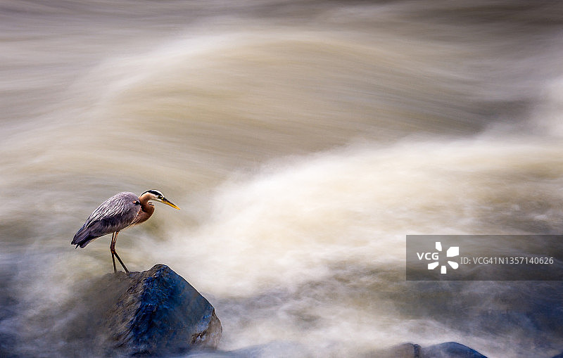 苍鹭捕食图片素材
