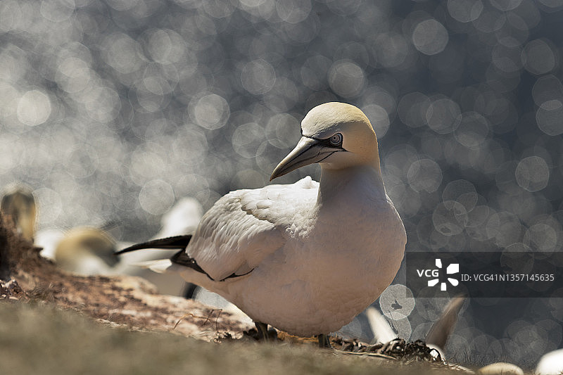 野生鸟类，在德国北海黑尔戈兰岛上的野生海雀，背景是漂亮的散景图片素材
