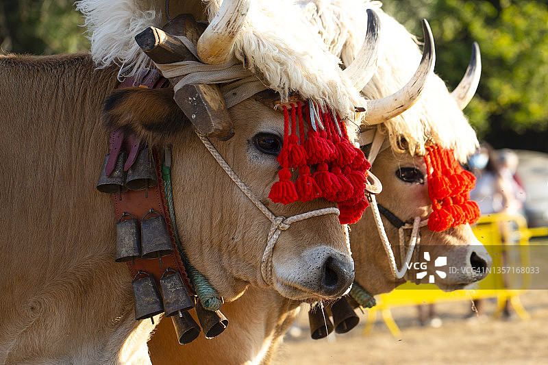 两头牛图片素材