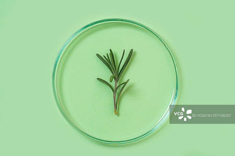 含有天然迷迭香叶植物的培养皿，有机生物化妆品健康概念图片素材