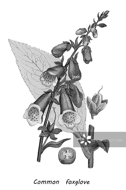 老式彩色石印插图：毛地黄(Digitalis purpurea)图片素材