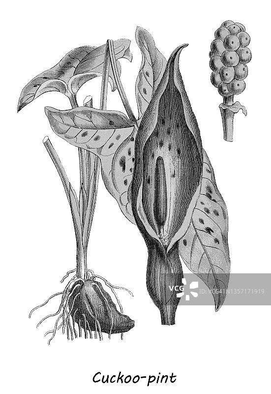 姑婆芋旧彩色石印植物插图图片素材