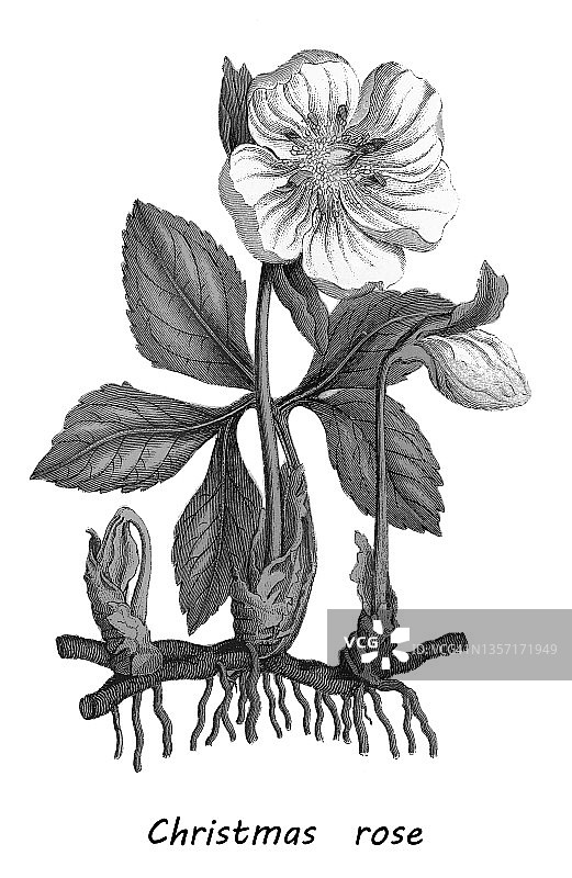 圣诞蔷薇或黑嚏根草（Helleborus niger）的古老彩 lithograph 插图，有毒植物图片素材