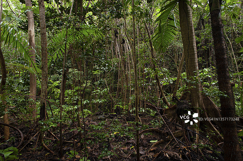 巴巴多斯的热带森林图片素材