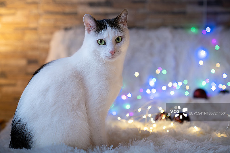 圣诞节的准备工作——猫咪把圣诞树灯饰弄混了图片素材