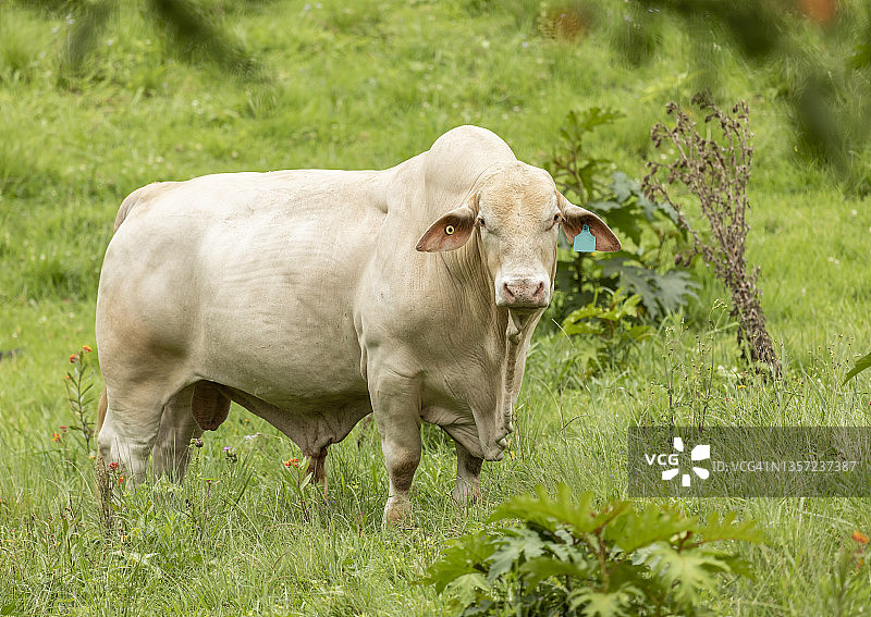田野中的大型白色公牛图片素材