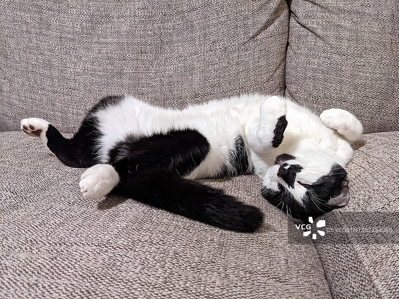 睡觉的猫图片素材