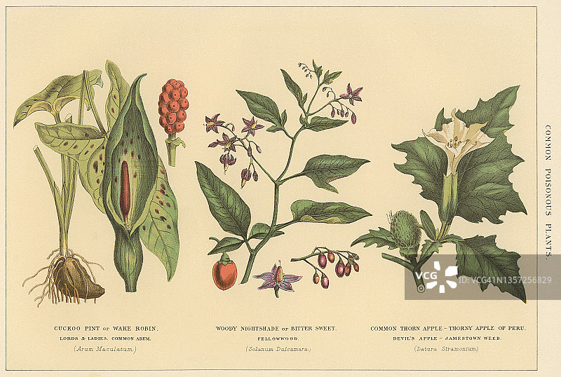 老式彩色石印图：有毒植物图片素材
