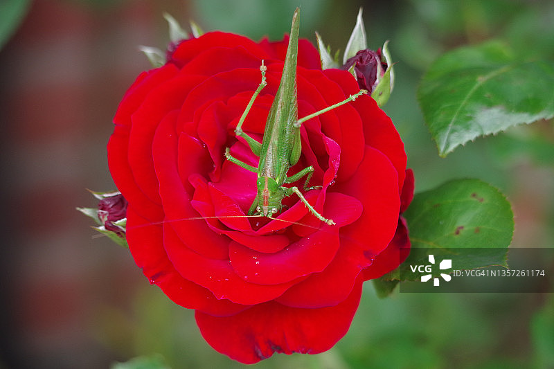 红玫瑰上的大型绿色干草马图片素材