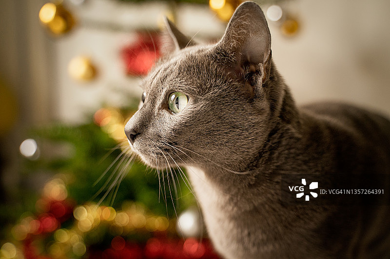 猫咪圣诞树图片素材