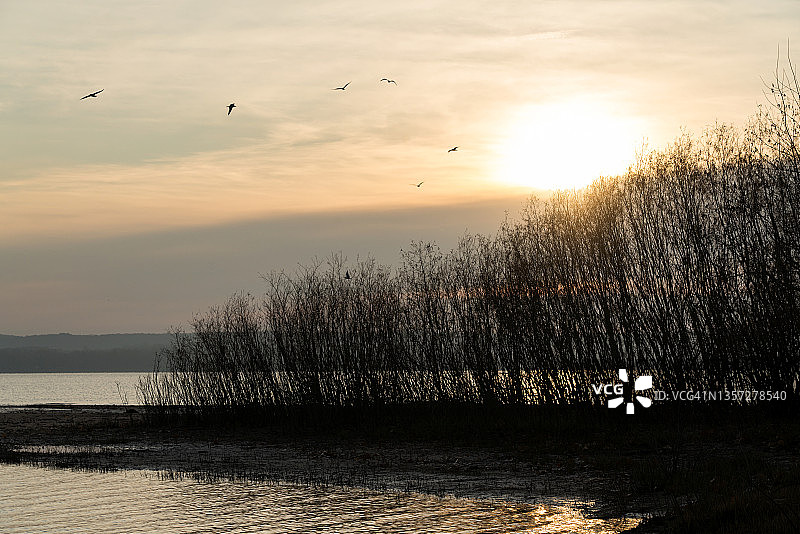 日出时分，鸟儿在河上飞翔图片素材