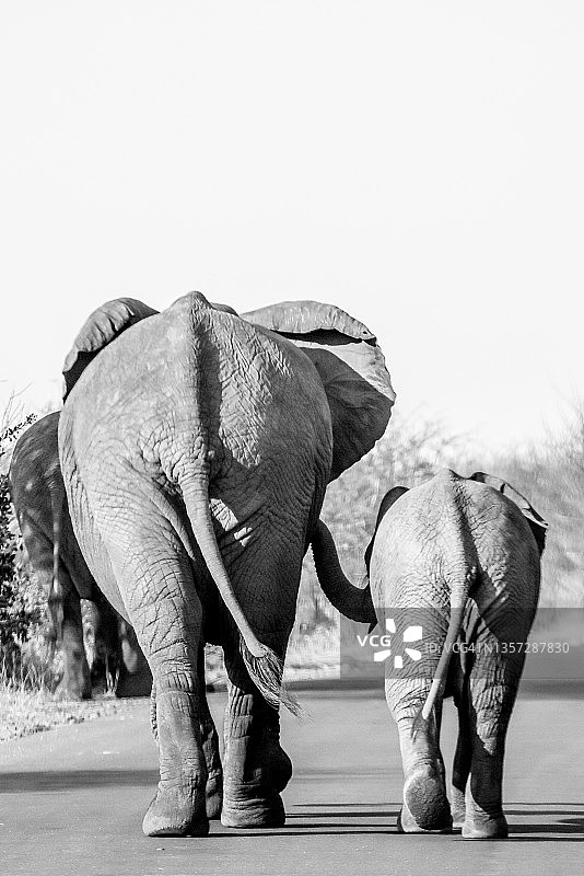 非洲象图片素材