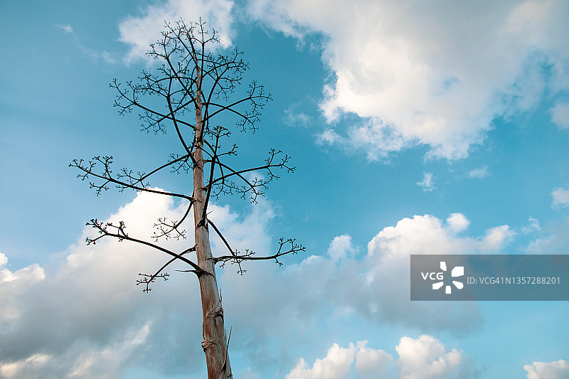 霓虹蓝天下的高大树木图片素材
