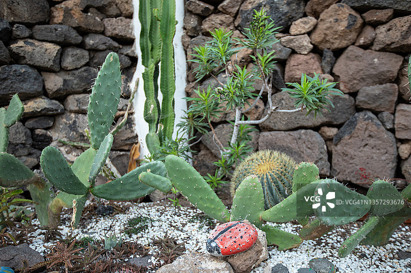 仙人掌花园图片素材