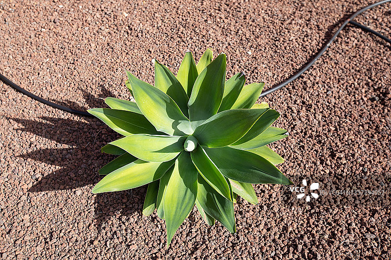 龙舌兰植物图片素材