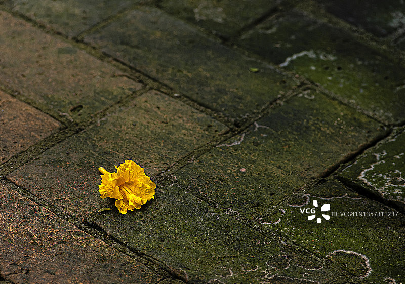 老砖庭院上的一朵黄色花朵图片素材