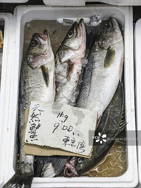 来自东京湾的日本鲈鱼图片素材