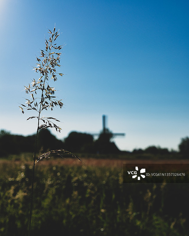 风车背景下的草地特写图片素材