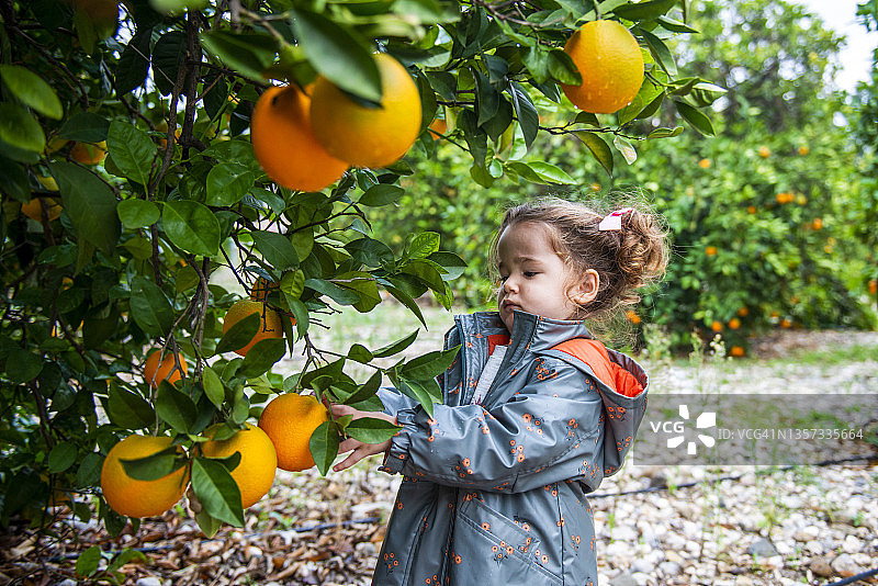 可爱的小女孩在自家的橘子园里采摘水果图片素材