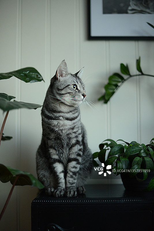 猫坐在黑色柜子上，旁边有三盆绿色盆栽图片素材