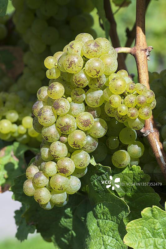 德国巴登-符腾堡州雷司令葡萄图片素材