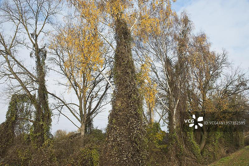疣状桦树与铁线莲，德国巴登-符腾堡图片素材