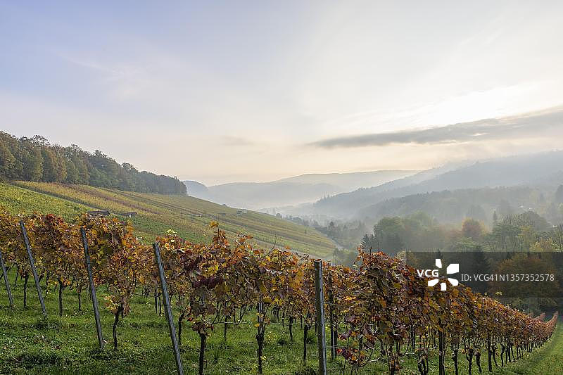 德国巴登-符腾堡州温嫩登附近的秋季葡萄园图片素材