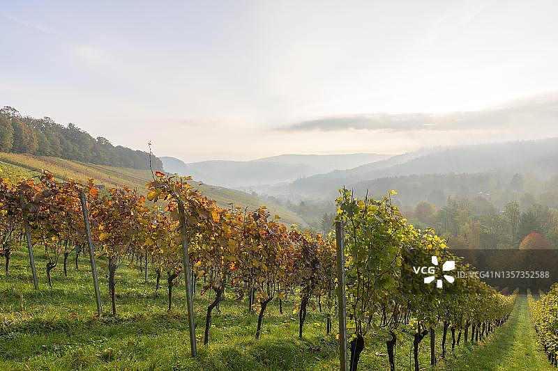 德国巴登-符腾堡州温嫩登附近的秋季葡萄园图片素材