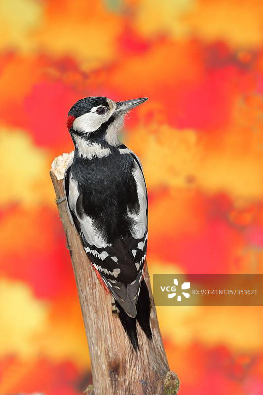 德国北莱茵-威斯特法伦州罗塔尔山脉的秋日氛围中，雄性大斑啄木鸟坐在枫树枯木上图片素材