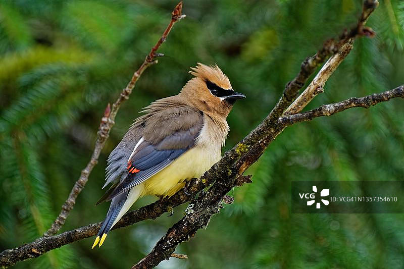 雪松太平鸟，栖息在树枝上，蓬松的羽毛，侧视，加拿大不列颠哥伦比亚省北部图片素材