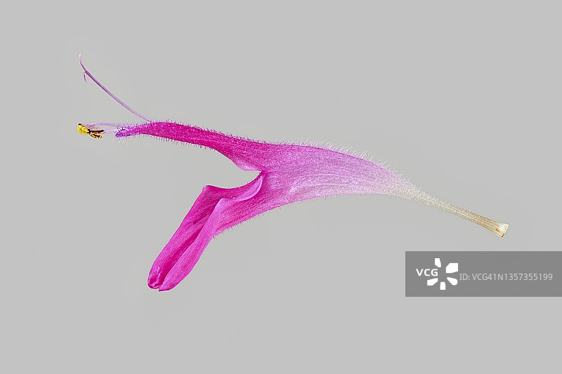 唇形科植物蜂香薄荷杂交品种，德国图片素材