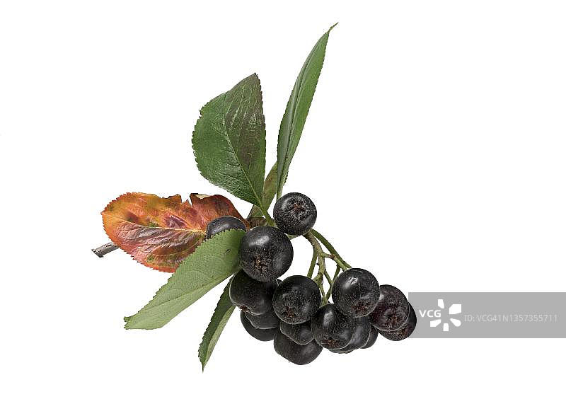 德国的野樱莓果实和秋叶图片素材