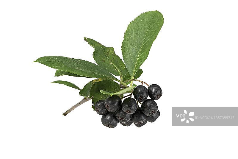 德国的野樱莓果实和秋叶图片素材